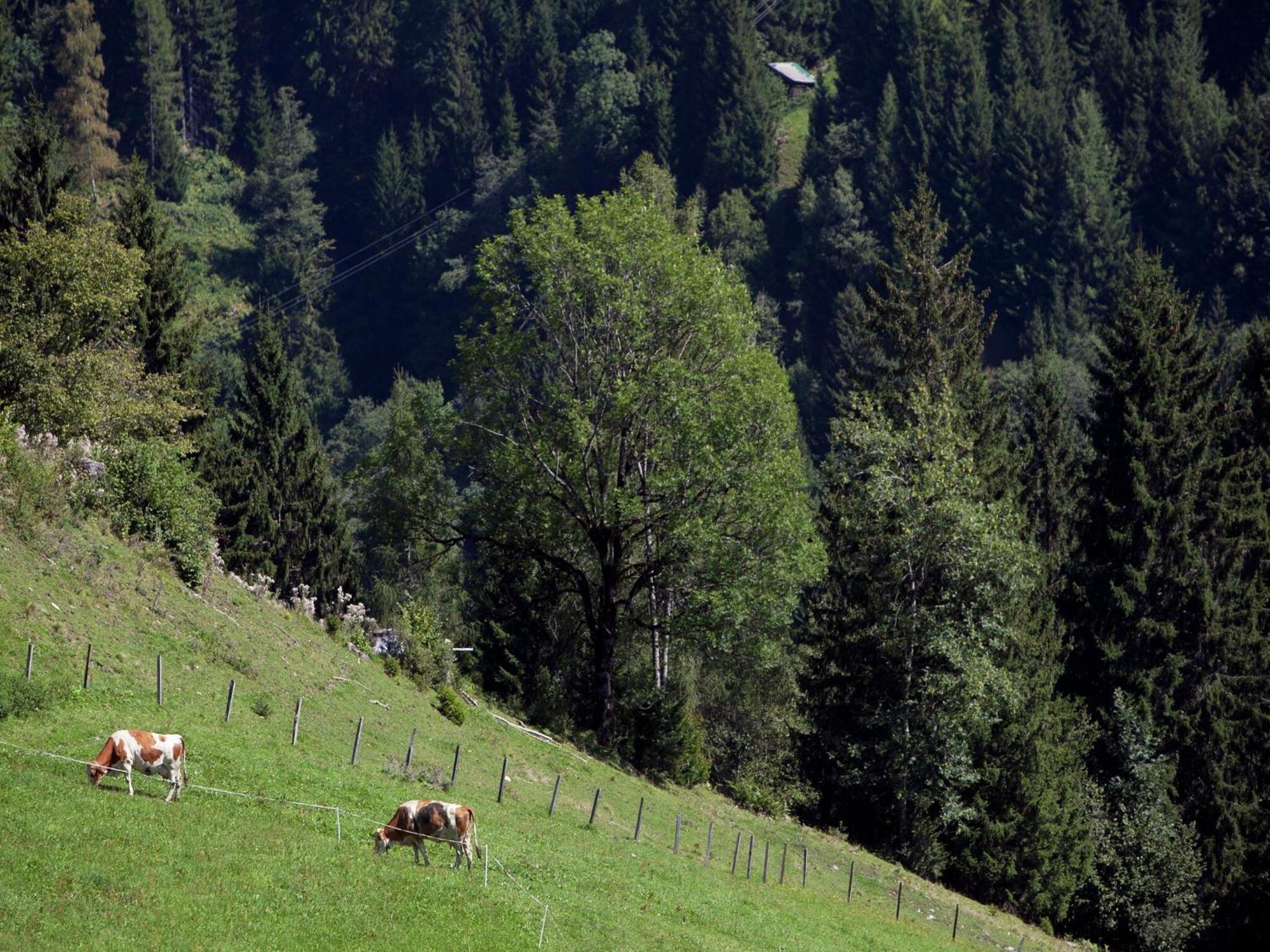 Apartment In Sankt Johann Im Pongau Near Ski Area ヴァークライン エクステリア 写真